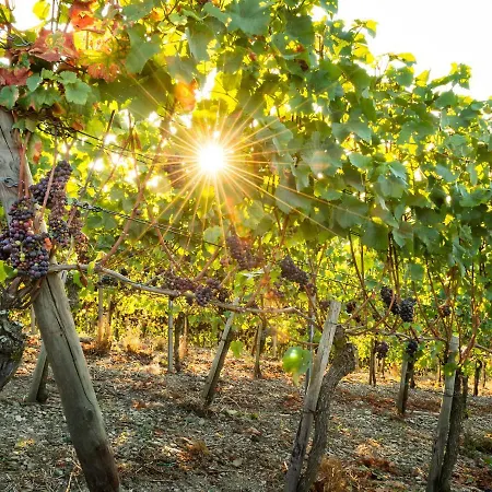 Ferienhaus Althammer - Wandern, Wein Und Relaxen Im Ahrtal