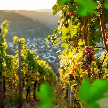 Ferienhaus Althammer - Wandern, Wein Und Relaxen Im Ahrtal Bad Neuenahr-Ahrweiler